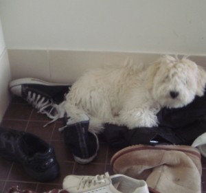 White fluffy Lucy, our white bishon frise, when younger and hoarding a collection of odd shoes.