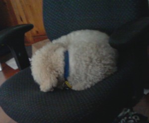 Lucy the pup asleep, curled up warmly on our study chair.